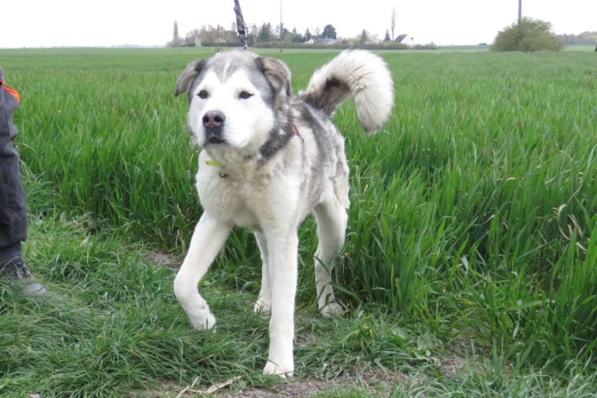 Nyuk - Chien à adopter - photo 6