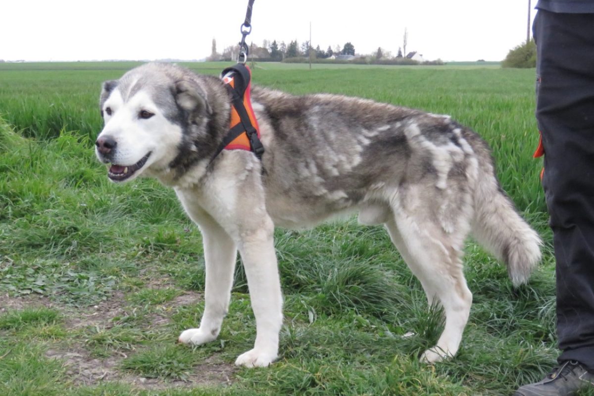 Nyuk - Chien à adopter - photo 7