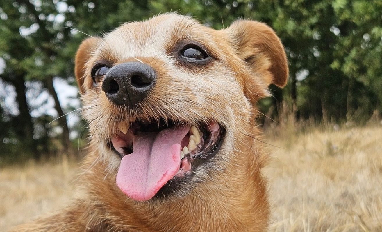 Dicky - Chien Teckel à adopter
