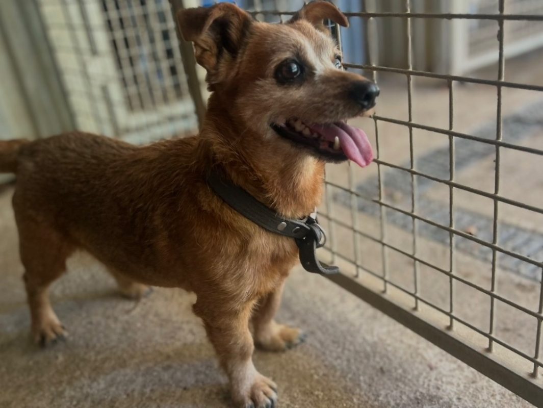 Dicky - Chien Teckel à adopter - photo 2