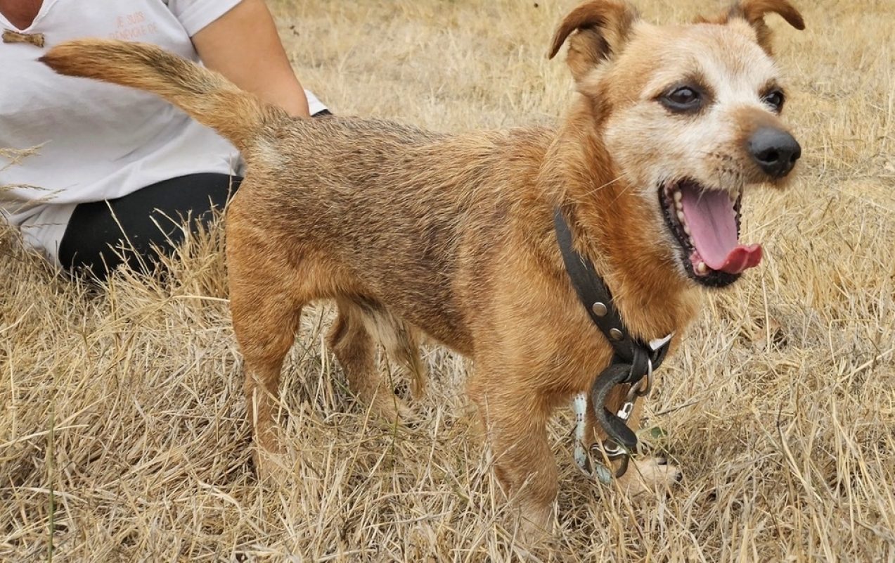 Dicky - Chien Teckel à adopter - photo 3