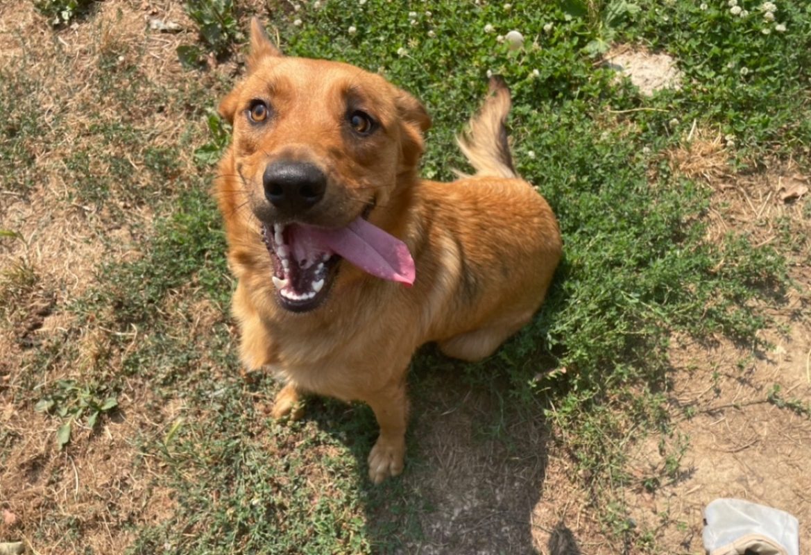 Jolie - Chien à adopter