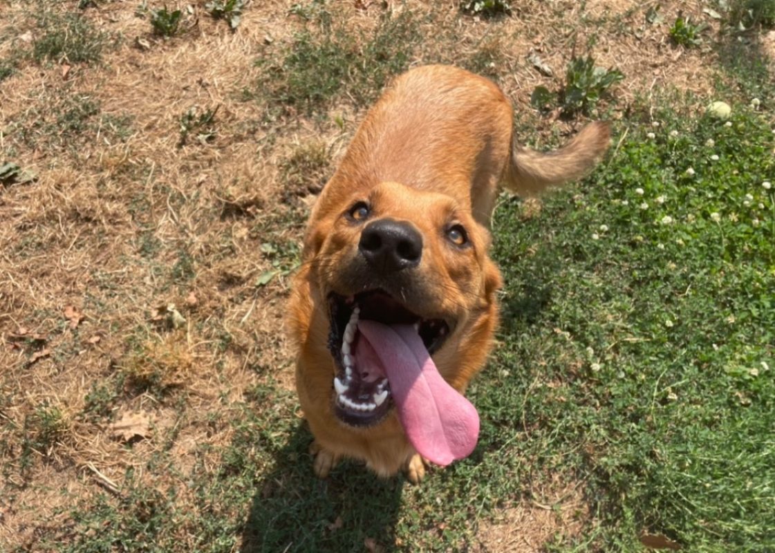 Jolie - Chien à adopter - photo 2