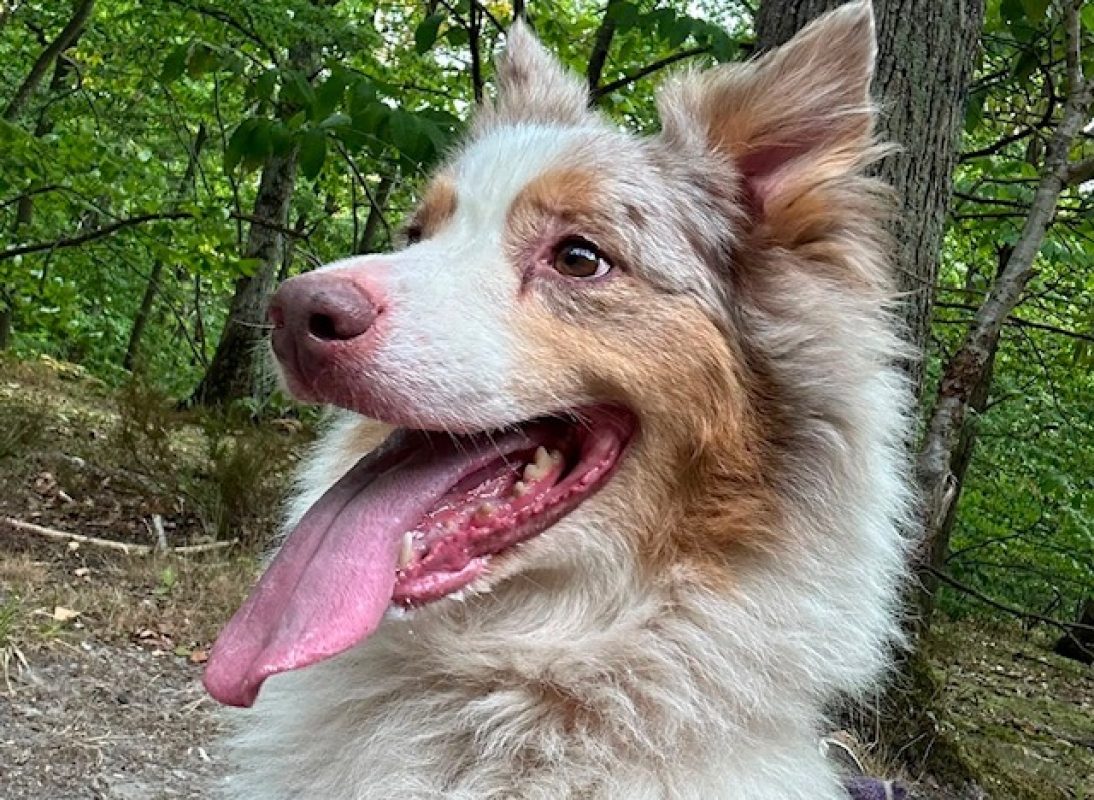 Laya - Chien à adopter