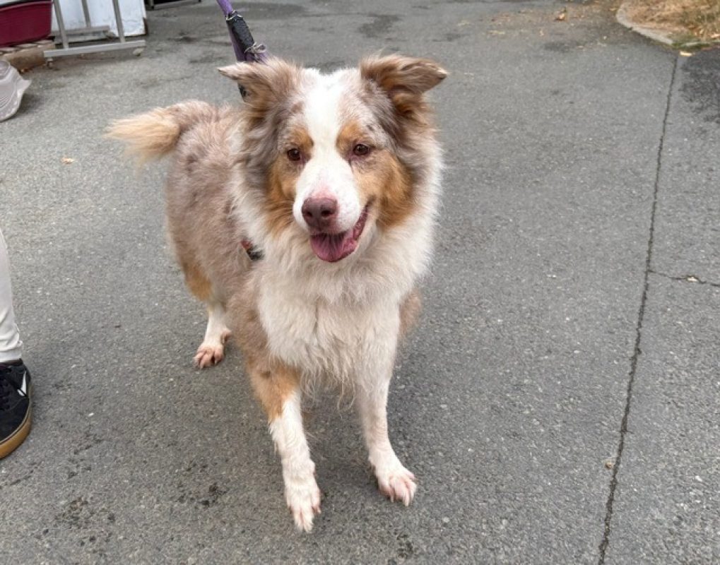 Laya - Chien à adopter - photo 2