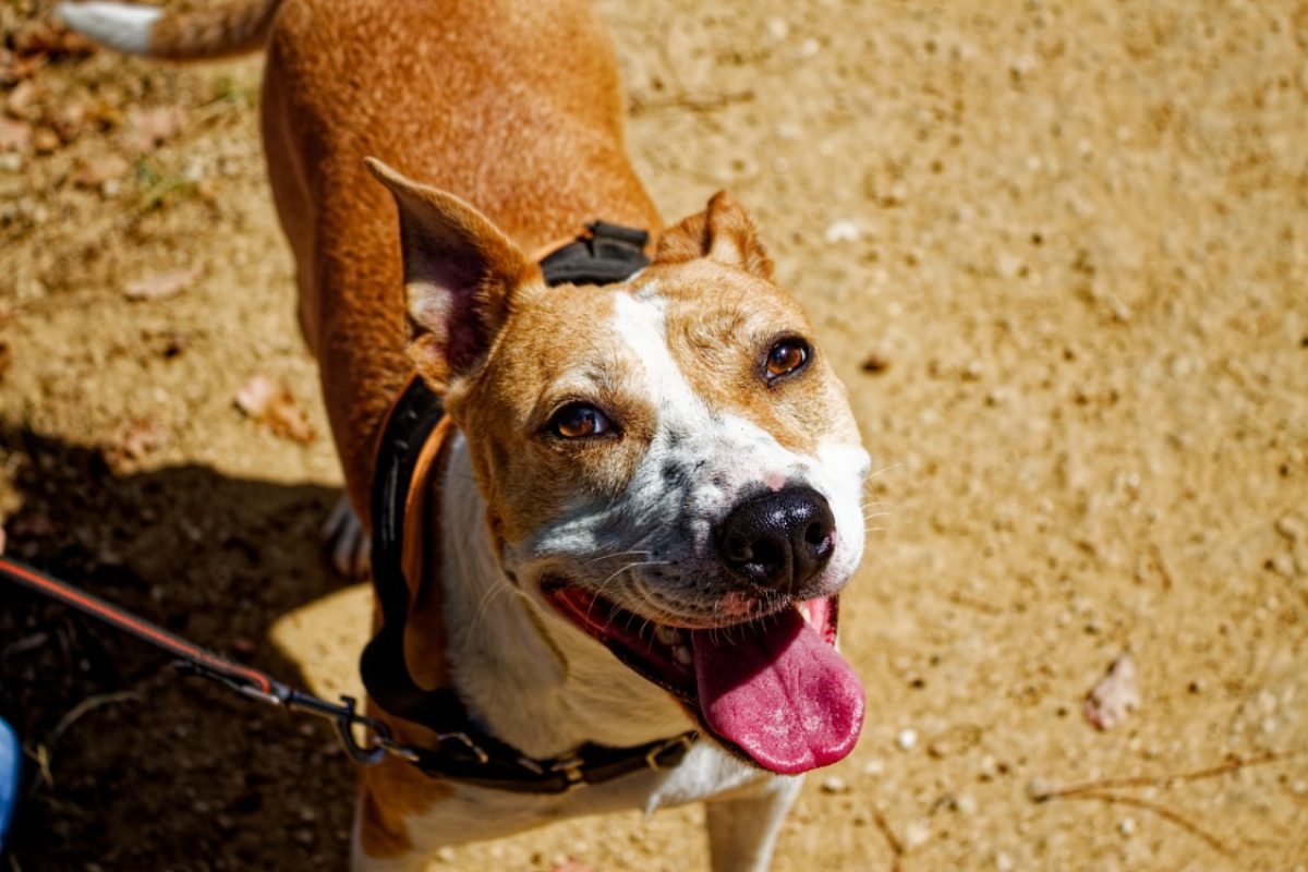 Red - Chien à adopter