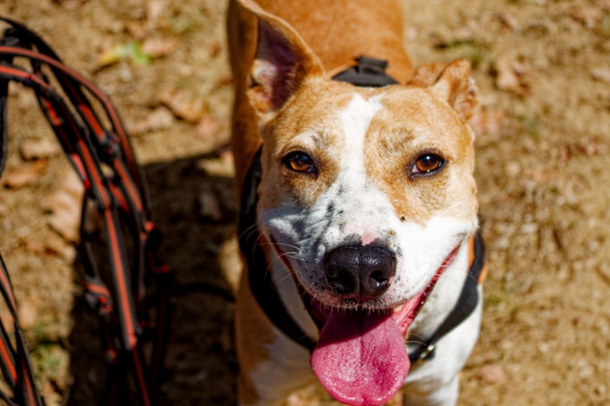 Red - Chien à adopter - photo 5