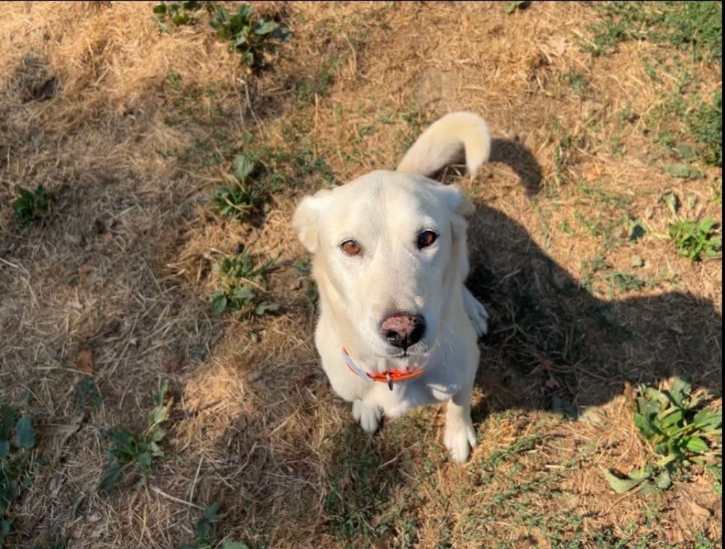 Layana - Chien à adopter