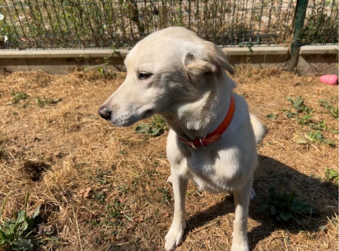 Layana - Chien à adopter - photo 2