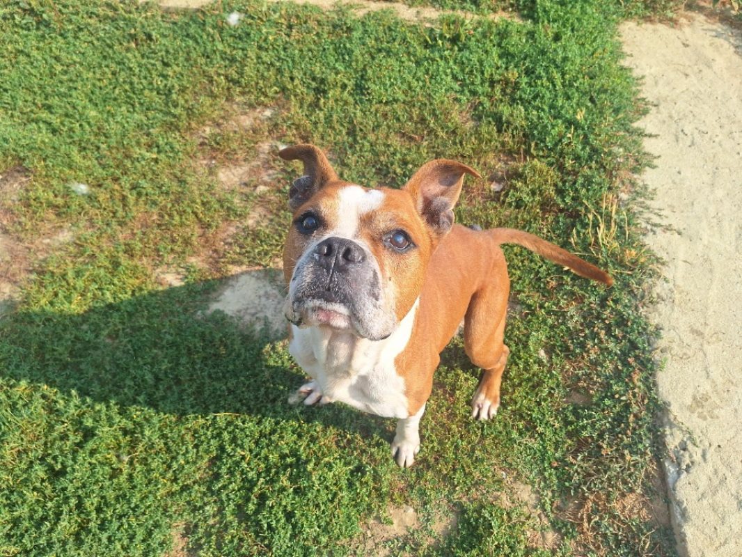 Marten - Chien à adopter