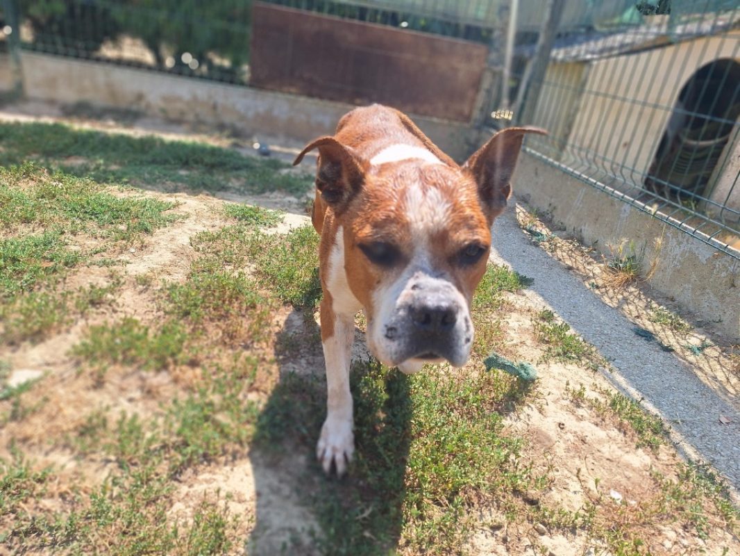 Marten - Chien à adopter - photo 2