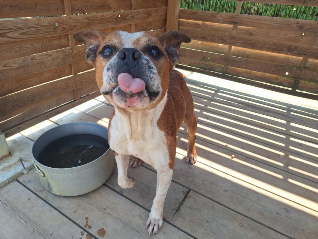 Marten - Chien à adopter - photo 3