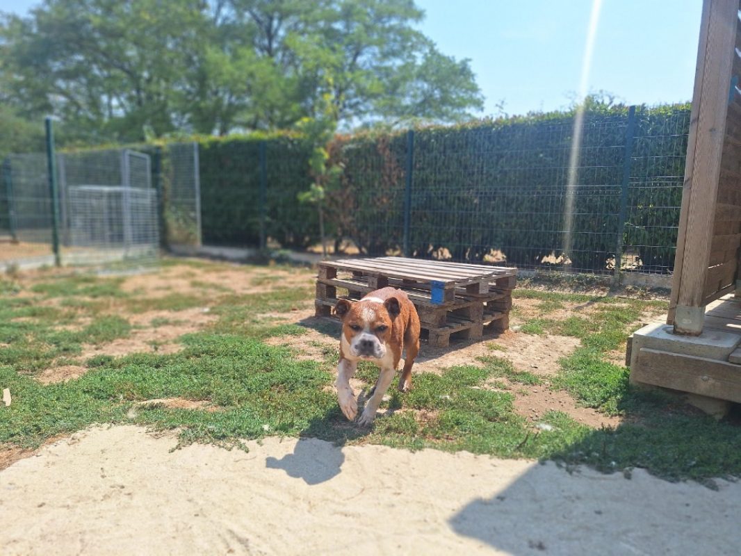 Marten - Chien à adopter - photo 4