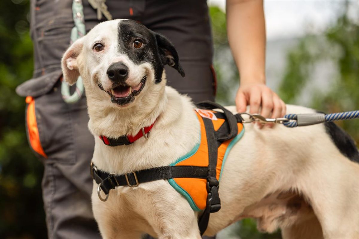 Oreo - famille relais avec adoption - Chien Berger à adopter