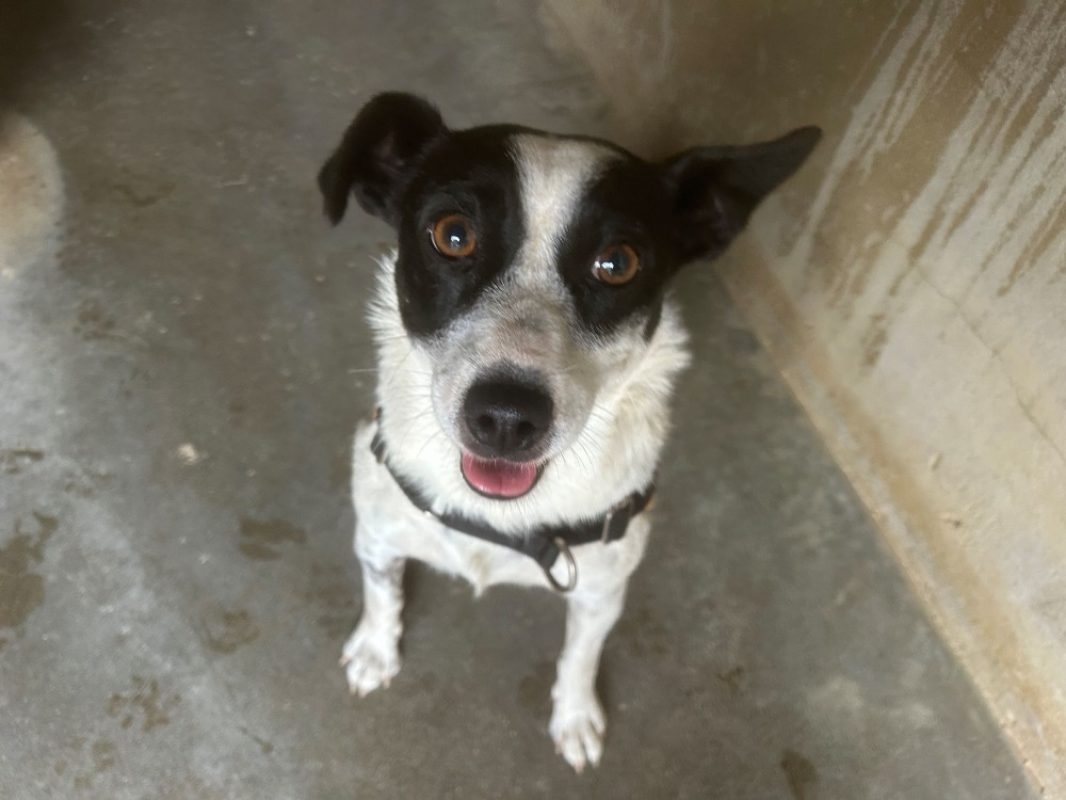 Jack - Chien à adopter