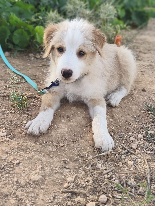 Rio - Chien Berger Catalan à adopter