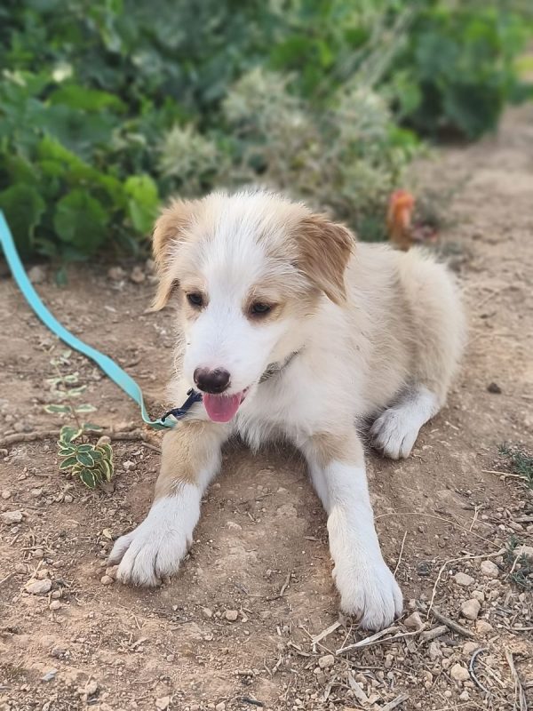 Rio - Chien Berger Catalan à adopter - photo 4