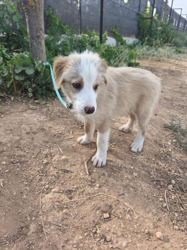 Rio - Chien Berger Catalan à adopter - photo 3