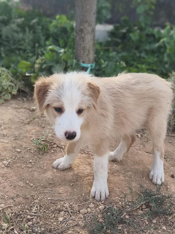 Rio - Chien Berger Catalan à adopter - photo 5