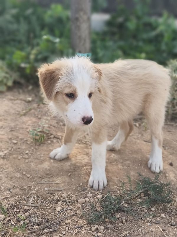 Rio - Chien Berger Catalan à adopter - photo 2