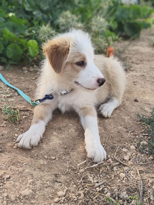 Rio - Chien Berger Catalan à adopter - photo 7