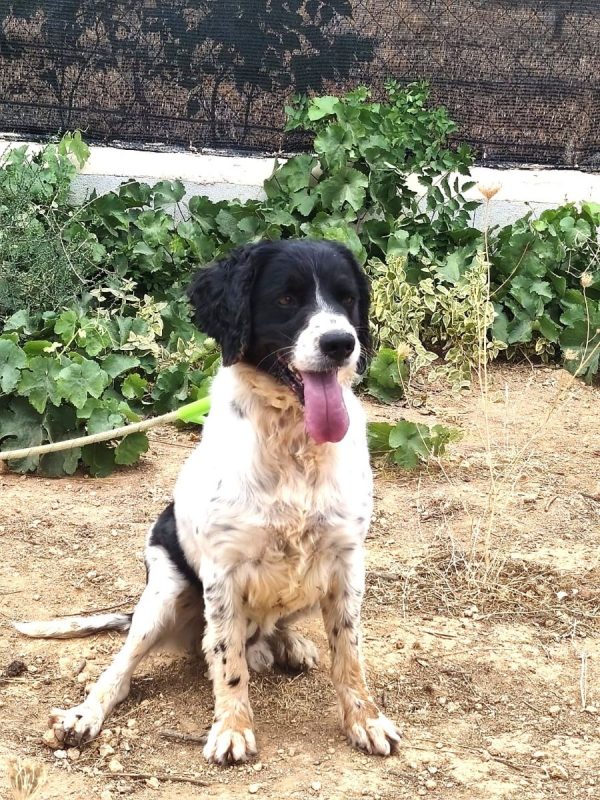 Macarrón - Chien à adopter - photo 7