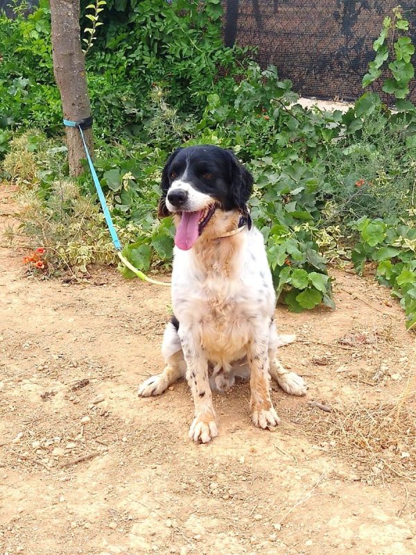 Macarrón - Chien à adopter