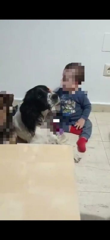 Macarrón - Chien à adopter - photo 5