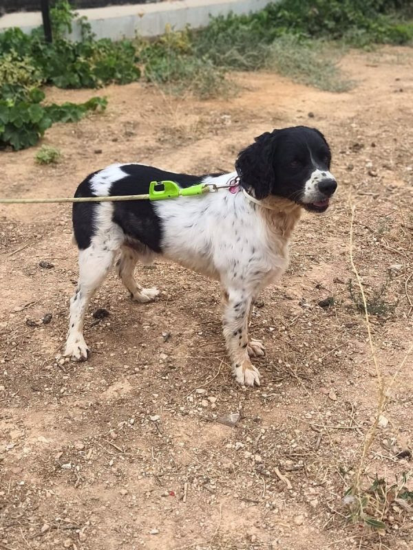 Macarrón - Chien à adopter - photo 2