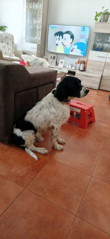 Macarrón - Chien à adopter - photo 4
