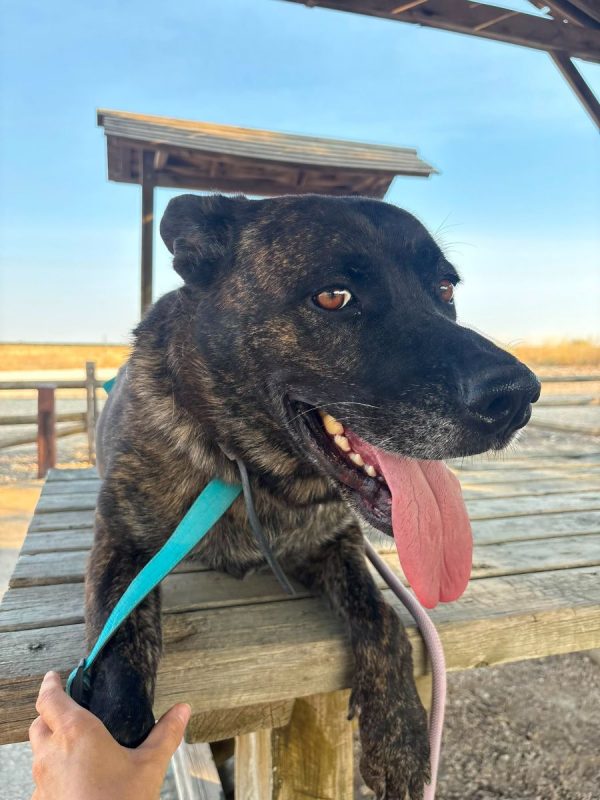 Ana - Chien à adopter