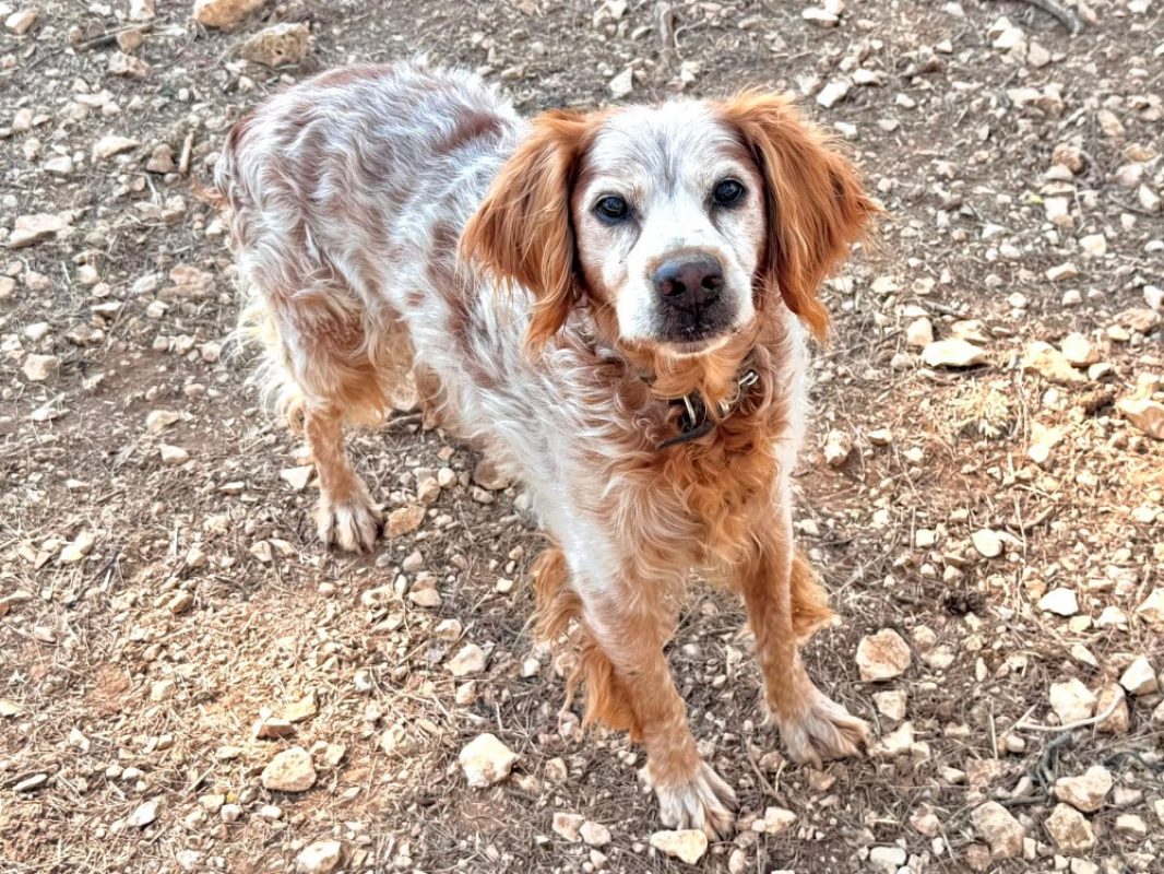 Billy - Chien Epagneul Allemand à adopter
