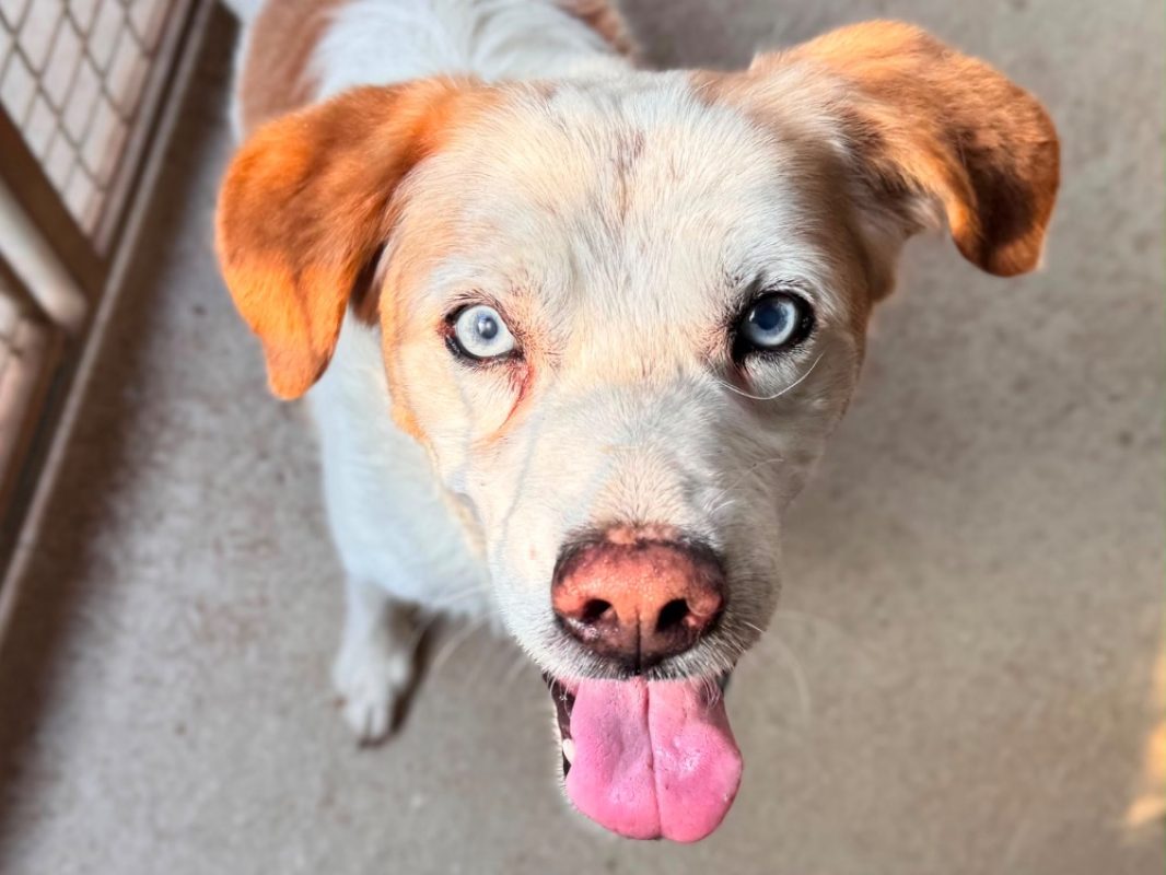 Rox - Chien Epagneul Allemand à adopter