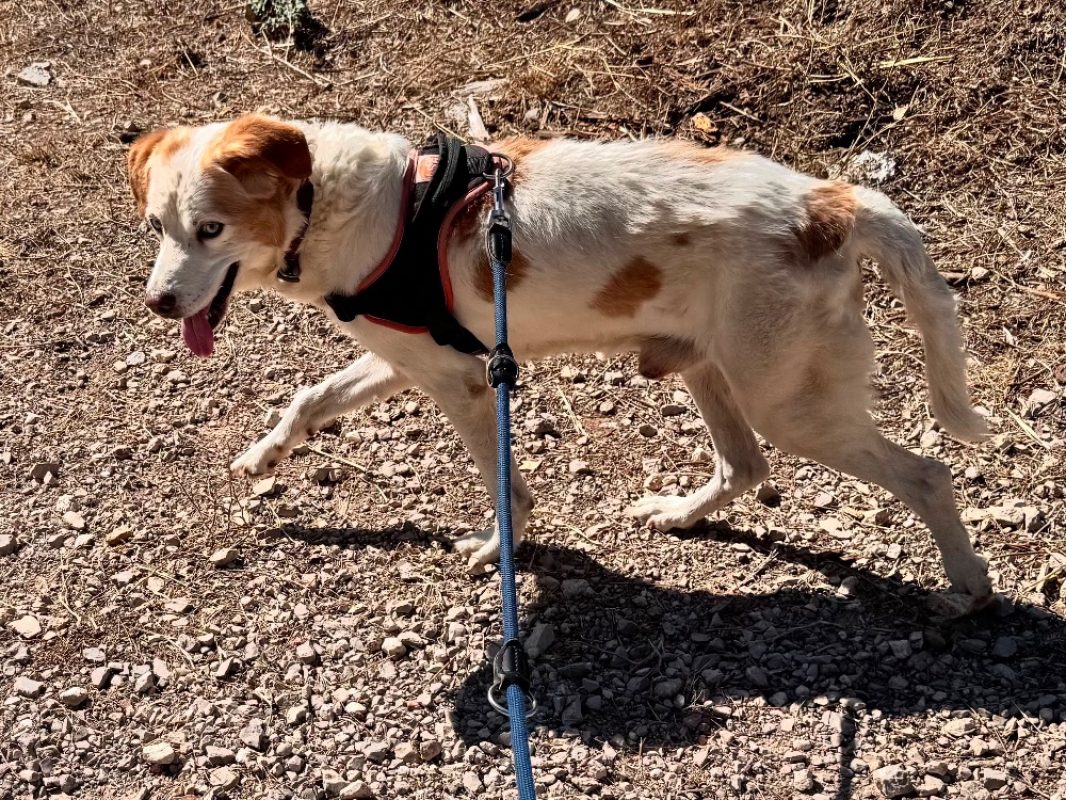 Rox - Chien Epagneul Allemand à adopter - photo 3