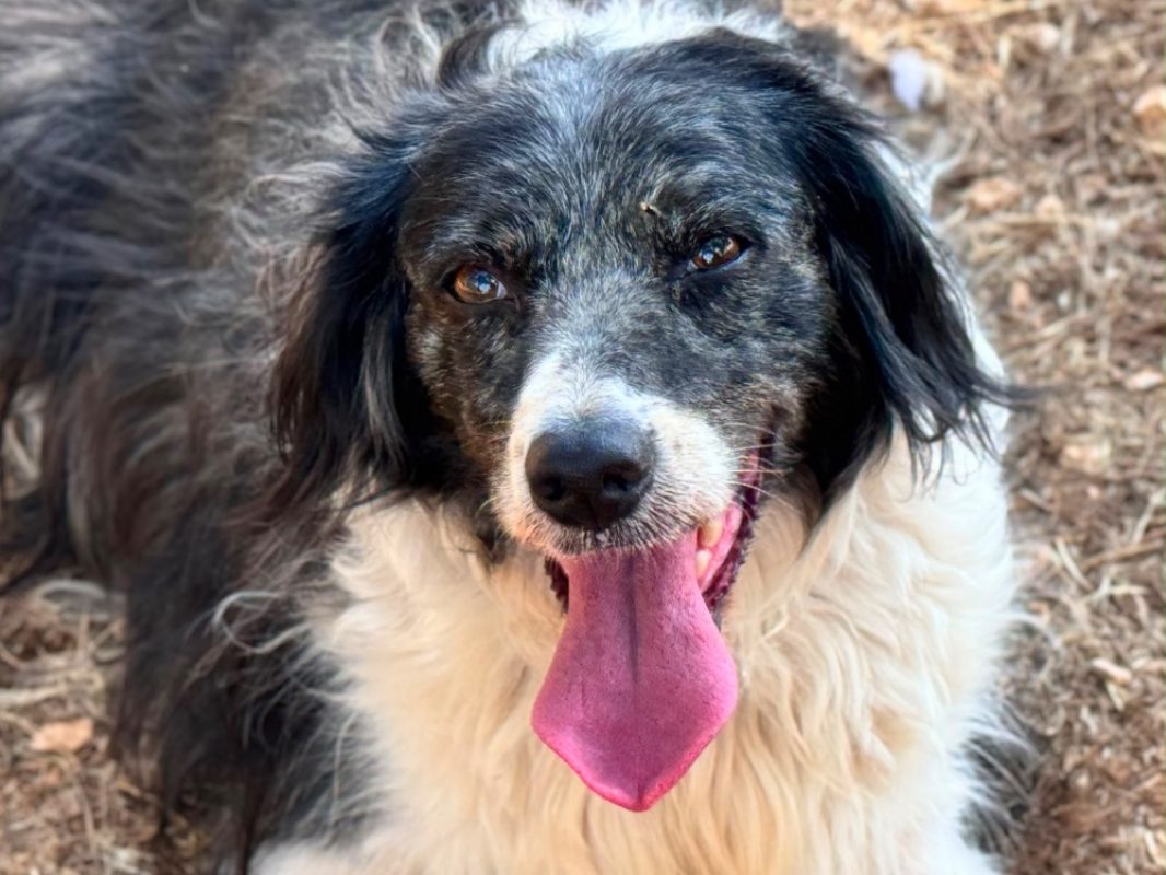 Lily - Chien English-Springer-Spaniel à adopter