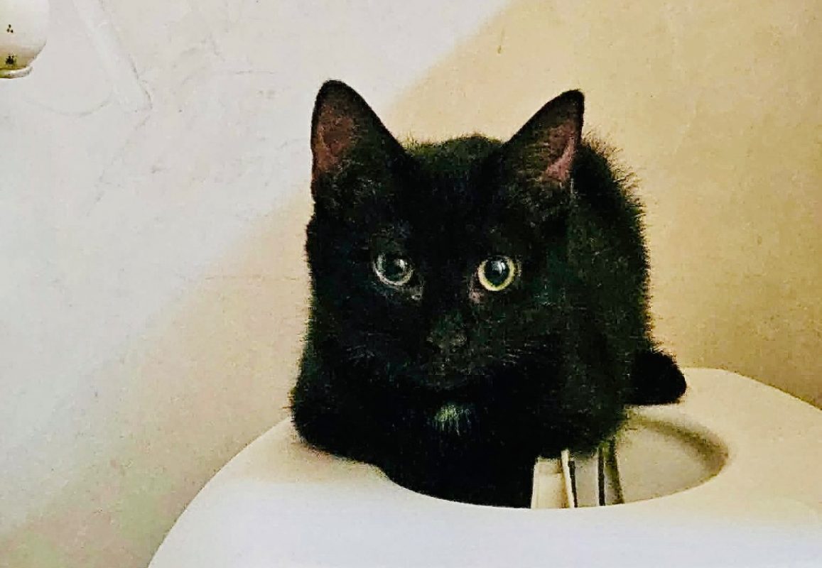 Zita - Chat Européen à adopter