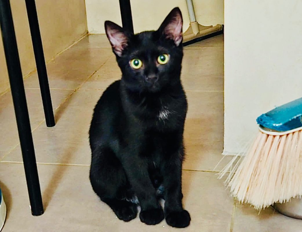 Pedro - Chat Européen à adopter