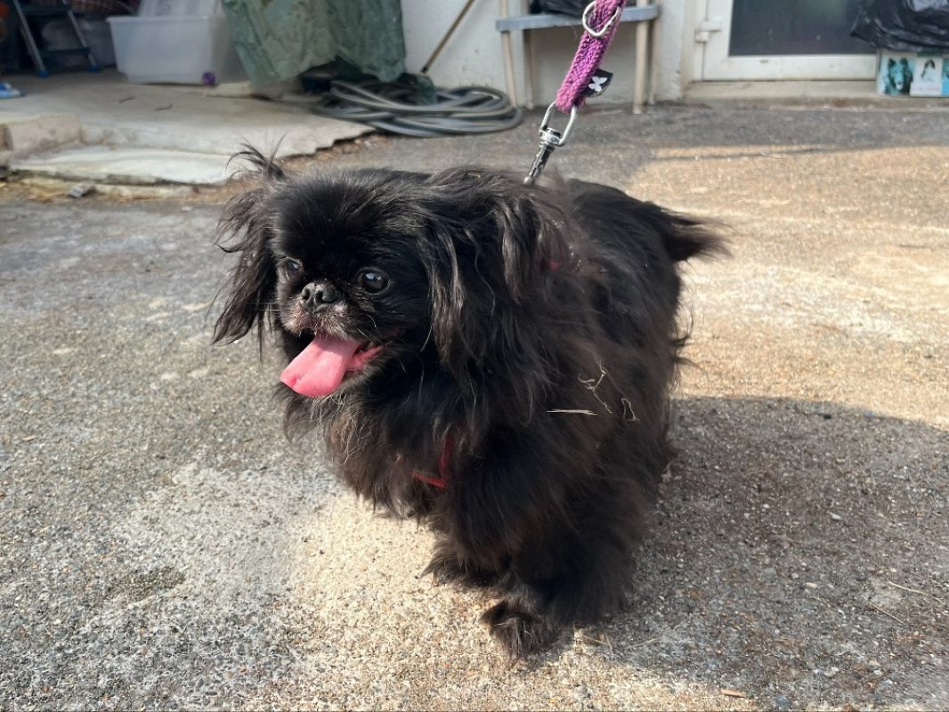 Franck - Chien Pékinois à adopter