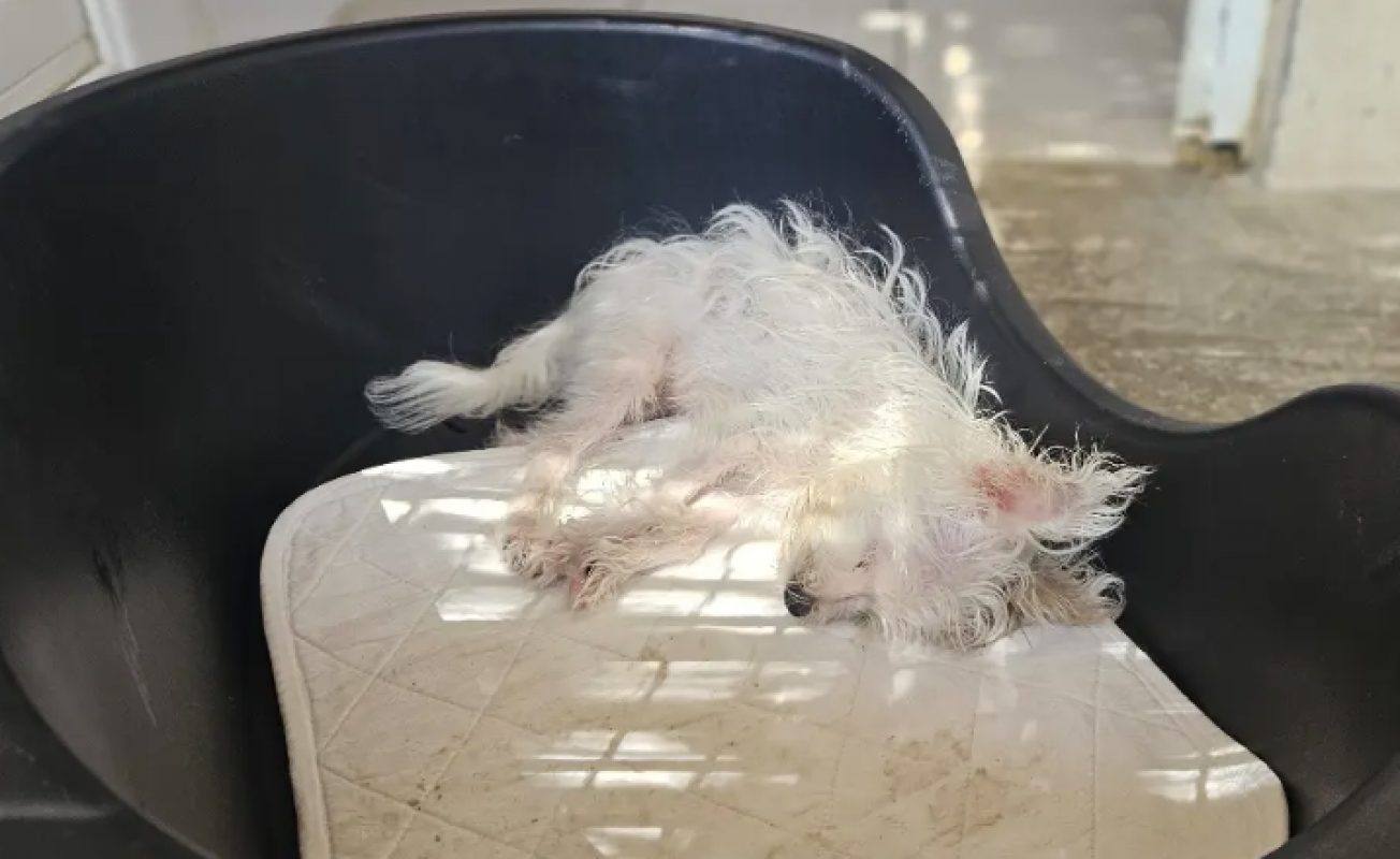 Jack - Chien à adopter
