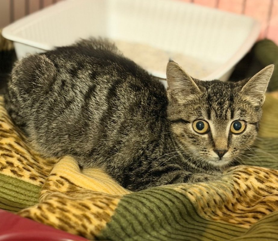 Billie - Chat Européen à adopter