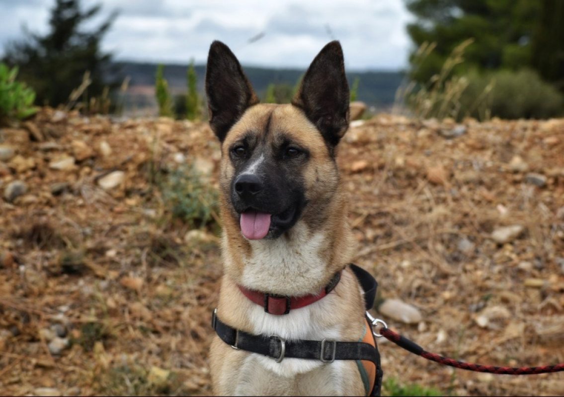 Zéphir - Chien à adopter