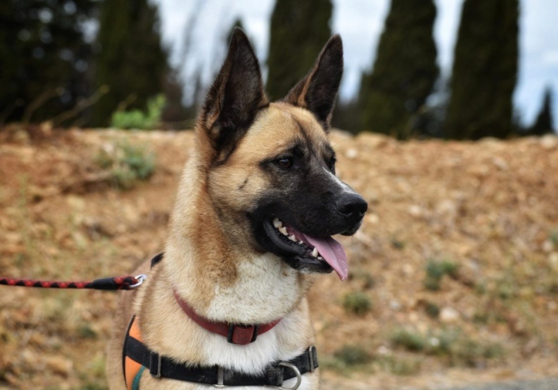 Zéphir - Chien à adopter - photo 2