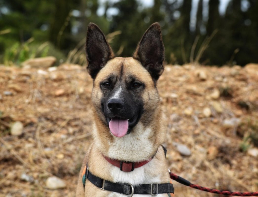 Zéphir - Chien à adopter - photo 3