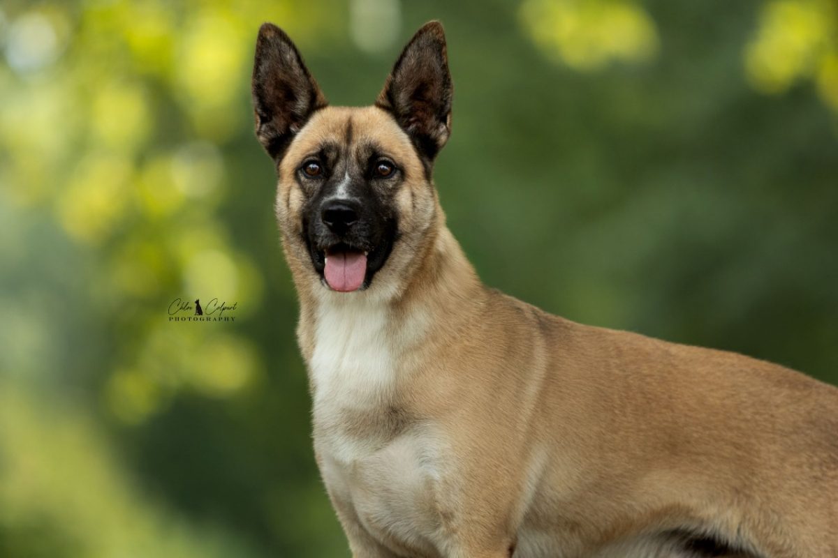 Zéphir - Chien à adopter
