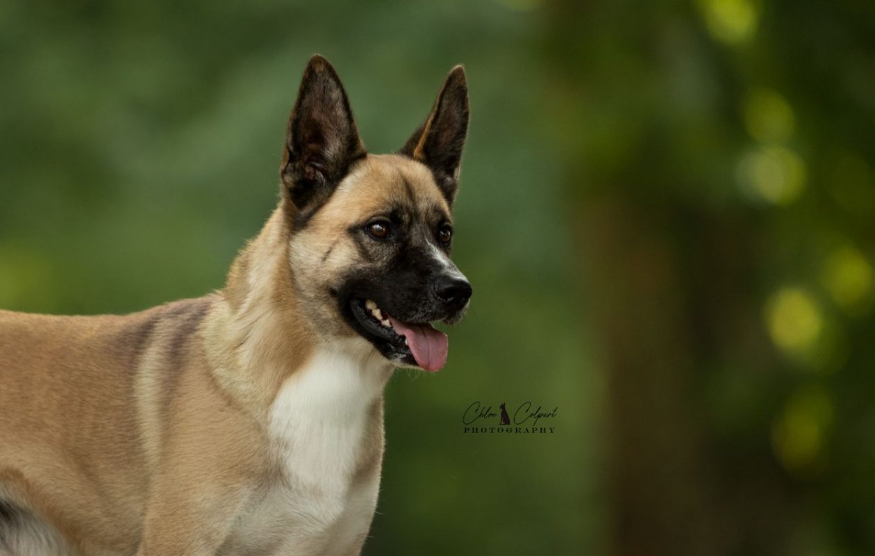 Zéphir - Chien à adopter - photo 3
