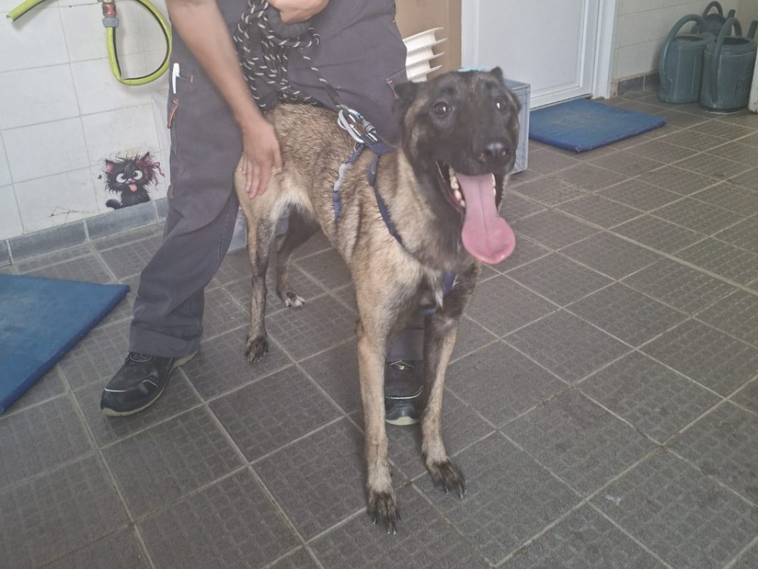 Kaya - Chien Berger Belge Malinois à adopter