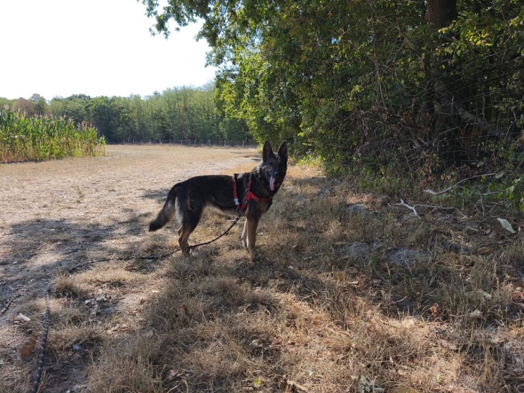 Diana - Chien Berger Allemand à adopter - photo 2