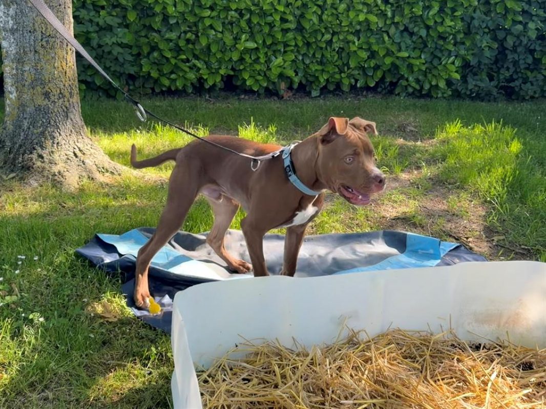 Alaska - Chien à adopter