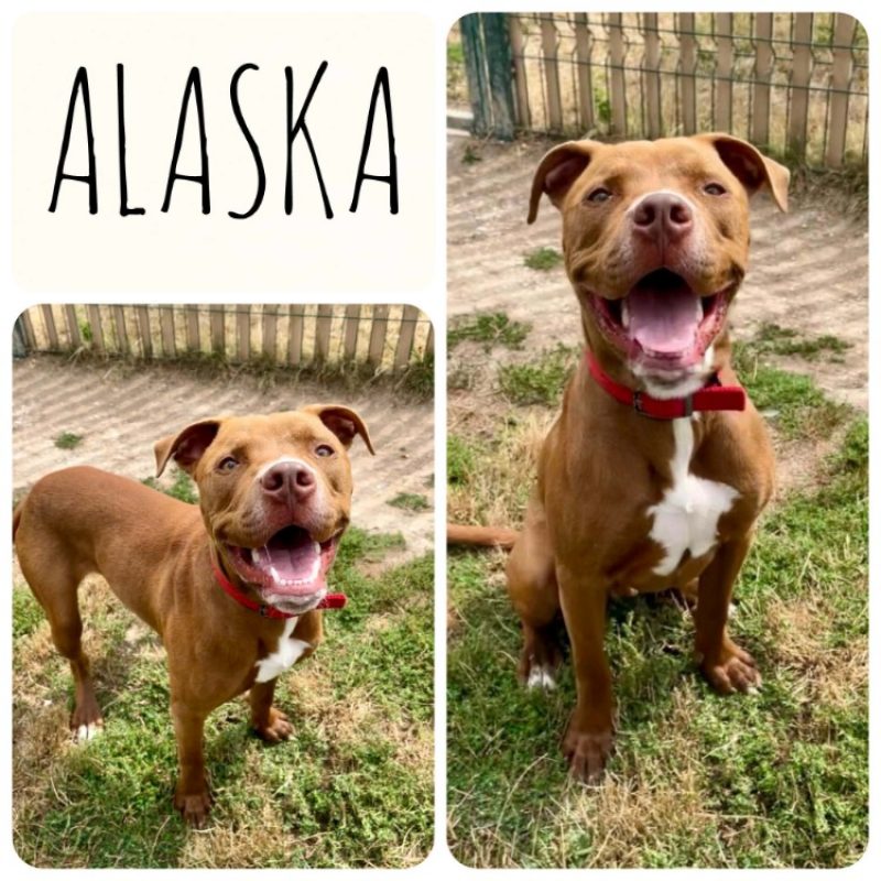 Alaska - Chien à adopter