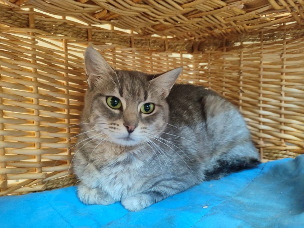 Polly - Chat Européen à adopter